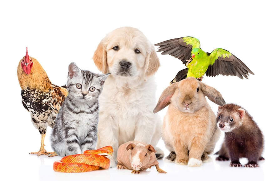 Pure Gold Bug - Image 3