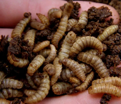 Pure Gold Bug - Image 4